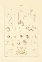 Metamorfos, 1833-39