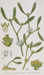 Mistel