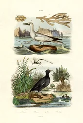 Mossdjur, 1833-39