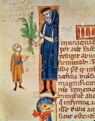 Ms 413 f.92v Medicinal Plants, illustration från Traite de Medecine av Claudius Galenus (c.130-c.201) översatt av Gerard de Cremone (1114-87)
