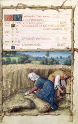 Ms 438 The Month of July: Reaping and Harvesting Wheat, from a Book of Hours, 1490