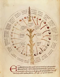 Ms Lat 11229 fol.19r Tabell för urinanalys, från Petit Traite dhygiene et Medecine