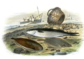 Multe (Mugilidae), Solros (Solea Vulgaris), Limand (Microstomus Kitt) - Tallrik extraherad från Natural History av Bernard Germain de Lacepede (1856-1925), P.Furme-upplagan, Paris