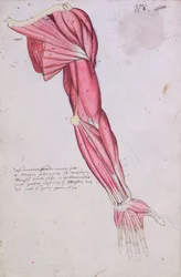 Muskulatur i arm och axel, 1634 (penna & bläck och wc på papper)