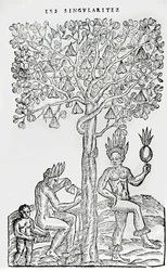 Nana fuit, medicinalväxt, illustration från Singularities of France Antarctique, av Andre de Thevet, 1558