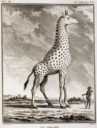 Natural History Plate: La Giraffe - i "" Natural History, General and Special"" av Buffon