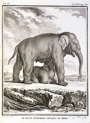 Natural History Plate: The Little Elephant Taunting Her Mother - i "" Natural History, General and Special"" av Buffon