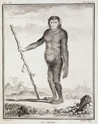 Naturhistorisk tallrik: Jocko - i "Naturhistoria, allmän och speciell" av Buffon