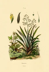 Nya Zeelands lin, 1833-39