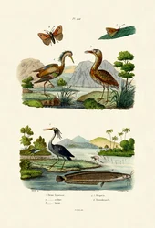Natthäger, 1833-39
