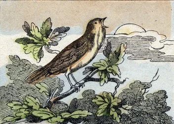 Näktergal. Gravyr i "Buffon Alphabet des Oiseaux n 1". 3:e Serie N 1. Avbildning av Epinal, Epinal, sent 1800-tal. 16 sidor. Mått: 28x21cm