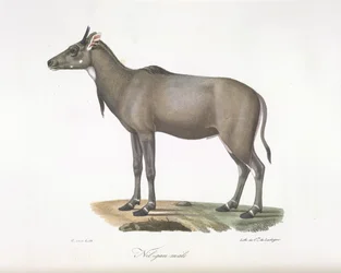 Man Nilgau. Nylgau antilop, från Natural History of Mammals (färg litho)