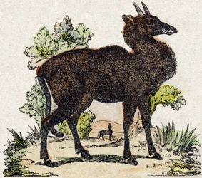Nyl-ghau (Nyl ghau, indiskt djur). Gravyr i "Wild Animals Alphabet". 9:e serien. Bildspråk av Epinal, Pellerin, tryckare-förlag, cirka 1870. Gravyrer på trä, stencilerade. 16 sidor. Storlek: 20 x 15 cm. Privat samling