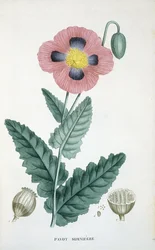 Opium-vallmo