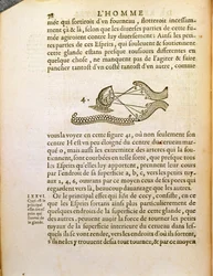 Optiskt diagram, från De Homine Figuris av Rene Descartes (1596-1650) publicerat i Haag, 1662