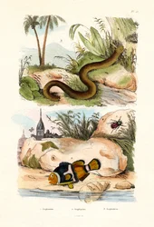 Orange clownfisk, 1833-39