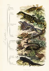 Orden av reptiler: sårbar indisk softshell-sköldpadda, Nilssonia gangetica, glasögonkajman, kajmankrokodilus, kråshalsödla, Chlamydosaurus kingii, vanlig fjällfot, Pygopus lepidopudus, europeisk glasödla, Pseudopus apodus,