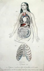 Organ i bröstet och magen, från 