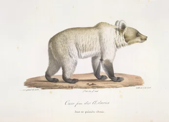 Asturisk fembjörn. Kvinnlig spansk brunbjörn, från Natural History of Mammals (färg litho)