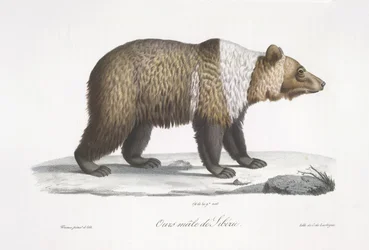 Sibirisk björnhane, från "Natural History of Mammals" (färg litho)
