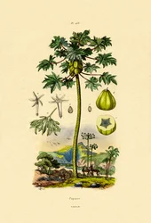 Papaya, 1833-39
