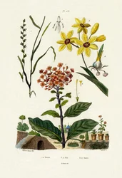 Flerårig rajgräs, 1833-39