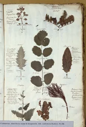Philibert Commersons (1727-73) herbarium