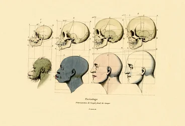 Frenologi, 1833-39