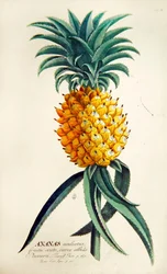 Ananas (färgad gravyr)