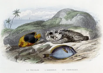 Fiskarna: Trikoloren, den hemska och kirurgen - i "Histoire Naturelle" av Lacépède, red. Veurne, Paris