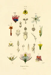 Växtförädling, 1833-39