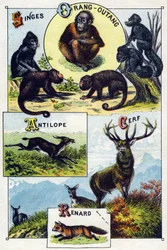 Tavla 1: apor, orangoutan, antilop, rådjur, räv. Gravyr i "Syllabary alfabet av vilda djur"". Serie A. Pellerin et Cie, tryckare-förlag, Epinal, sent 1800-tal. Kromolitografier. Litet 8-sidigt reklamalbum som innehåller en kursplan och