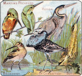 Platta 3: Kingfisher, Heron, Becassine, Knight fighting, Butor. Gravyr i "Syllabary alfabet av fåglar och reptiler"". Serie A. Pellerin et Cie, tryckare-förlag, Epinal, sent 1800-tal. Kromolitografier. Litet 8-sidigt reklamalbum innehållande
