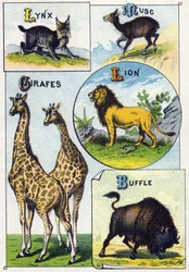 Tallrik 3: Lodjur, Mysk, Giraffer, Lejon, Buffel. Gravyr i "Syllabary alfabet av vilda djur"". Serie A. Pellerin et Cie, tryckare-förlag, Epinal, sent 1800-tal. Kromolitografier. Litet 8-sidigt reklamalbum som innehåller en kursplan och en ima
