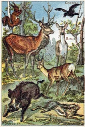 Tavla 3: Korp, ekorre, färgämne, rådjur, rådjur, vildsvin, hare. Gravyr i "Syllabary alfabet alla sorters rödbetor"". Serie A. Pellerin et Cie, tryckare-förlag, Epinal, sent 1800-tal. Kromolitografier. Litet 8-sidigt reklamalbum som innehåller en kursplan