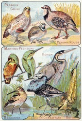 Tallrik 3 topp: Grå rapphöna, Vaktel, Röd rapphöna. Nederst: Kingfishers, Heron, Becassine, Fighting Knight, Butor. Gravyr i "Syllabary alfabet av fåglar och reptiler"". Serie A. Pellerin et Cie, tryckare-förlag, Epinal, sent 1800-tal. Chromolit