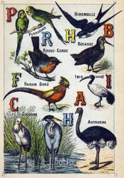 Platta 4: Parakiter, svala, rödstrupe, bok, dorefasan, helig ibis, stork, struts, gråhäger. Gravyr i "Syllabary alfabetet av fåglar"". Serie A. Pellerin et Cie, tryckare-förlag, Epinal, sent 1800-tal. Kromolitografier. Liten 8-sidig a