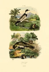 Plover, 1833-39
