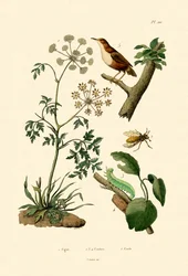 Gifthemlock, 1833-39