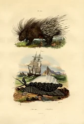 Piggsvin, 1833-39