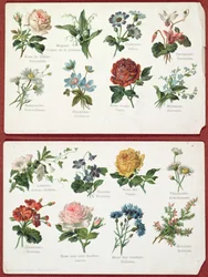 Vykort föreställande blommors språk och betydelse, ca 1905
