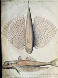 Profil och baksida av bevingad fisk, Big Island, Brasilien, akvarell från loggbok av Jacques Gouin de Beauchesne (1652-1730), kapten på Compagnie royale de la Mer du Sud, från 1698 till 1701, Frankrike