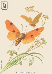 F: Quadrille (Lithosia quadra eller Lithosie quadrille)