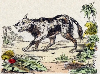 Quachy (art av lejonhund från Sydamerika). Gravyr i "" Alphabet des animaux sauvages"". 9:e serien. Bildspråk av Epinal, Pellerin, tryckare-förlag, ca 1870. Gravyrer på trä, stencilerade. 16 sidor. Mått: 20 x 15 cm. Privat samling