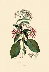 Quinine Barks, 1833-39