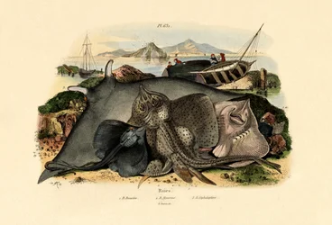 Strålar, 1833-39