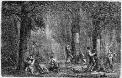 Rekolering av barken av liege ek (ek-liege). Gravyr i "" History of plants"" av Louis Figuier publicerad i "" Le Monde Illustré"" nr 399 av den 3 december 1864.