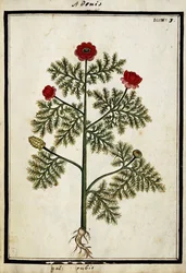 Red Adonis, ca 1700