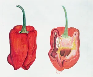 Röd paprika, botanisk tallrik (wc på papper)