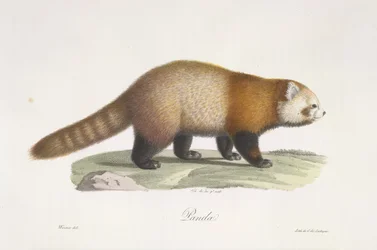 Röd panda. Ailurus fulgens, från Natural History of Mammals (färg litho)